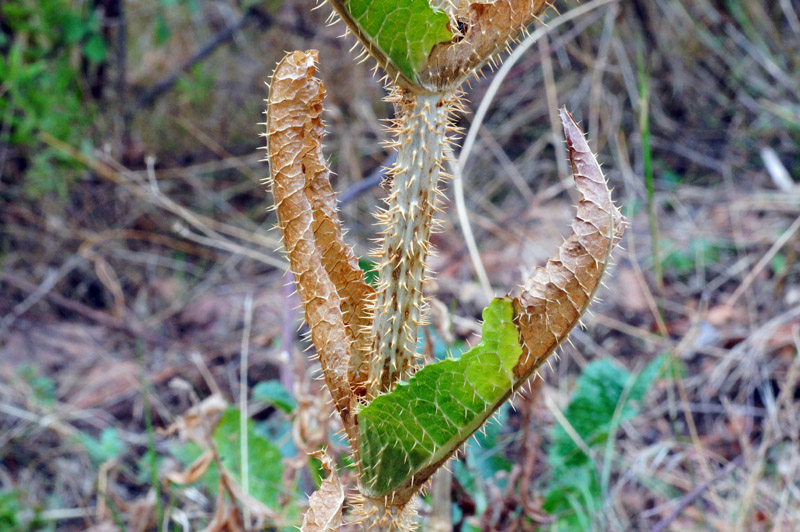 Dipsacus valsecchii / Scardaccione di Valsecchi